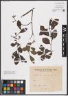 Foto von Salix aurita L. x Salix cinerea L.